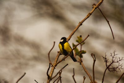 Eldri borgarar í íþróttastarfsemi